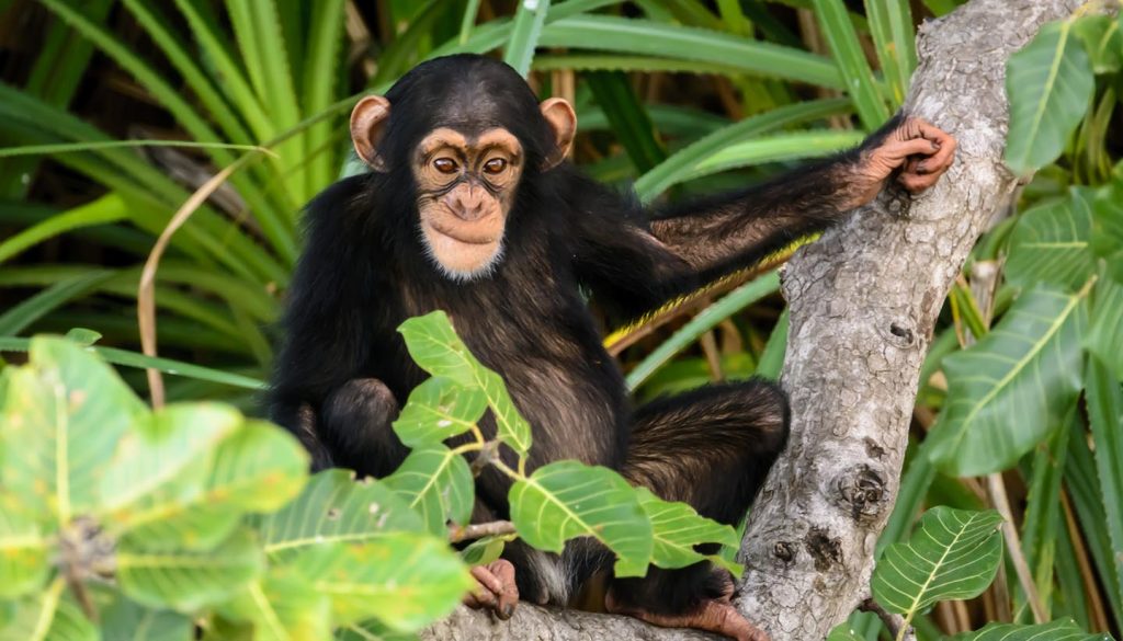 Gambia - Mischievous Chimpanzee, Gambia