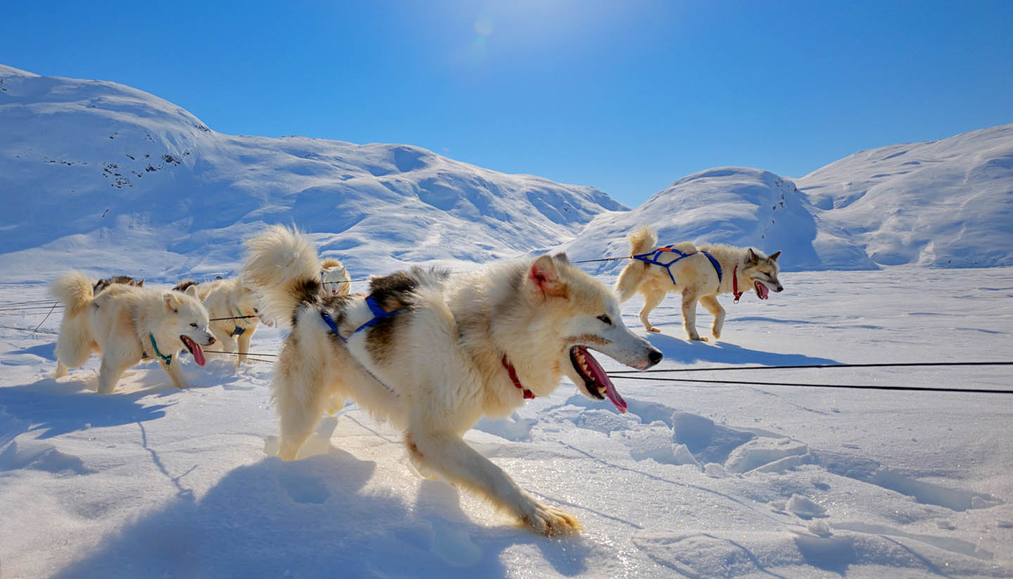 Greenland - Sled Dogs Running in Greenland