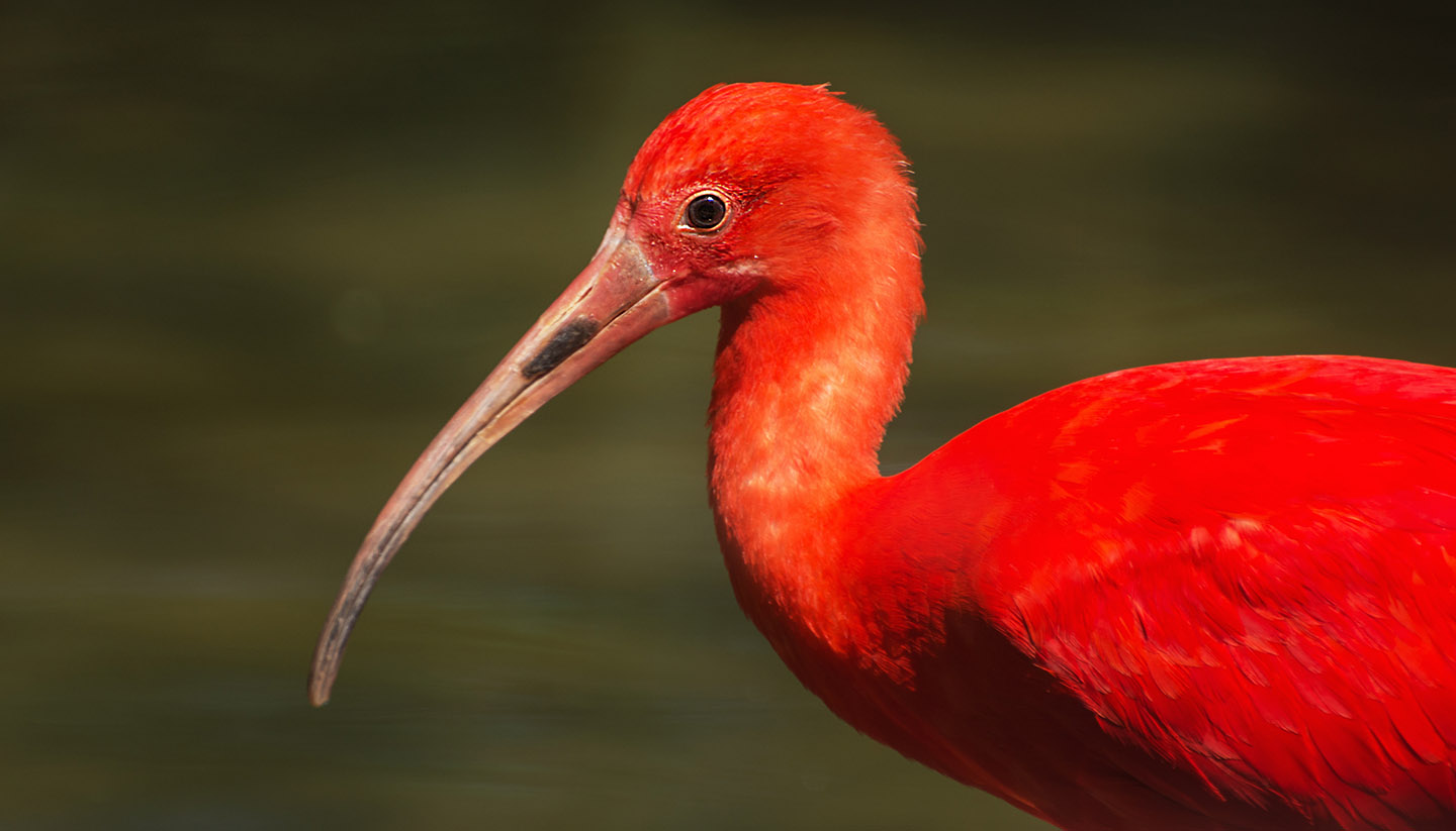 Guyana - Scarlet ibis (Eudocimus ruber), Guyana