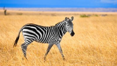 Zebra at Masai Mara, Kenya