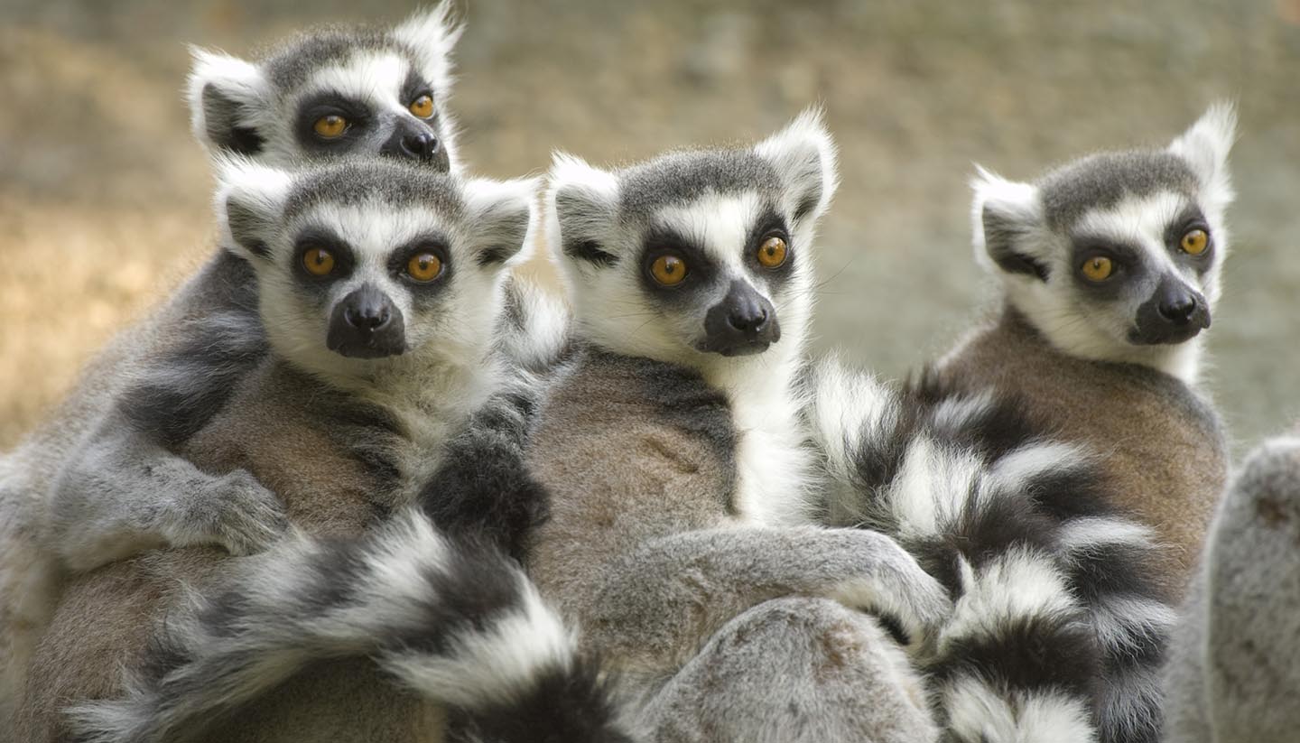 Madagascar - Ring-tailed Lemurs, Madagascar