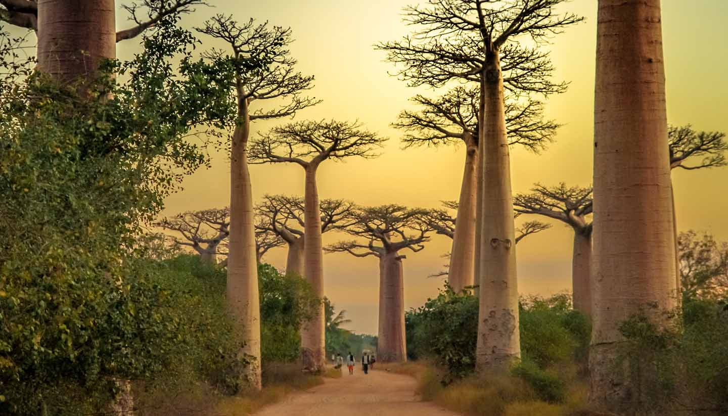 Madagascar - Avenida de Baobab, Madagascar