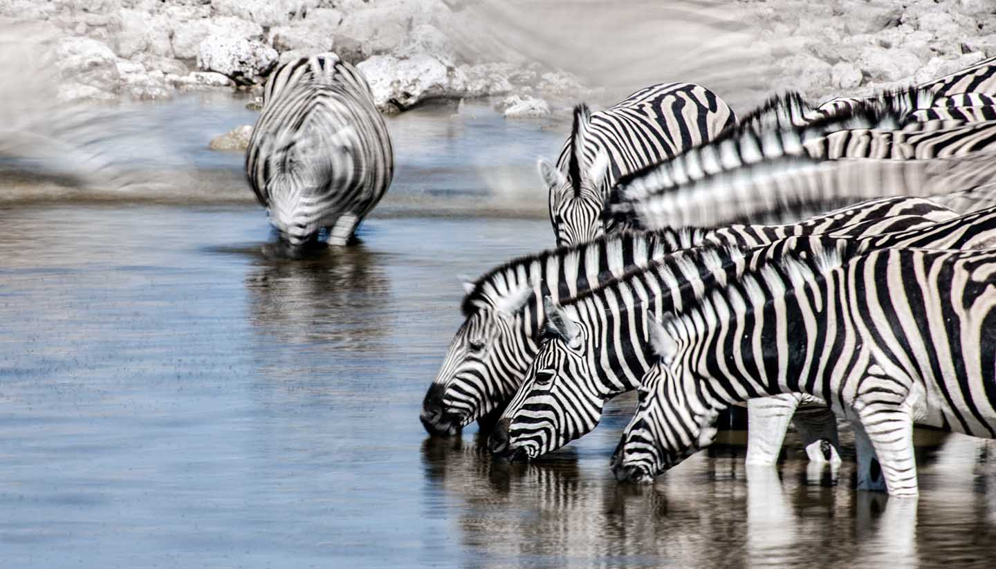 Malawi - Zebra Motion, Malawi