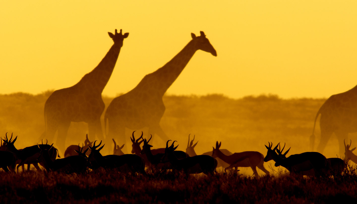 Africa by road: Namibia - Giraffes at Etosha National Park, Namibia