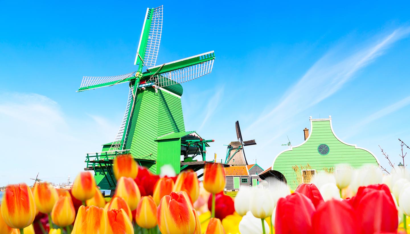 Netherlands - Tulips & Windmill, Netherlands