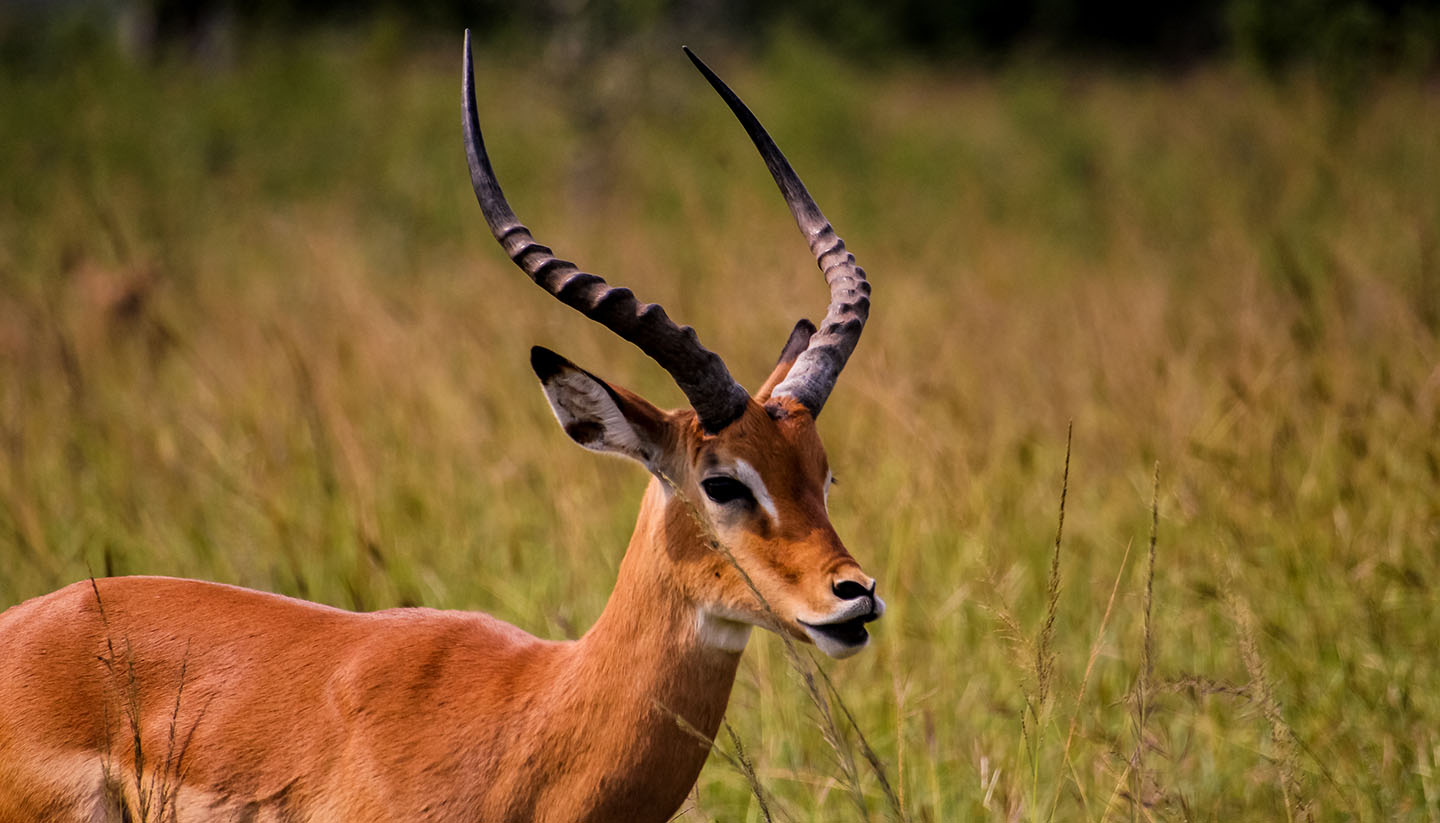 Rwanda - Akagera National Park in Rwanda