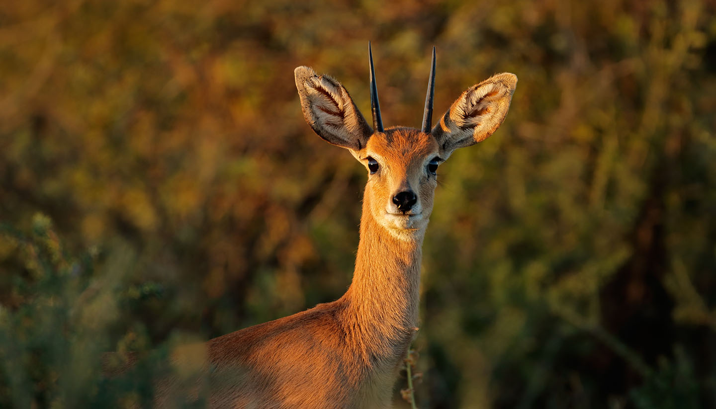 South Africa - Male Steenbok Antelope, South Africa