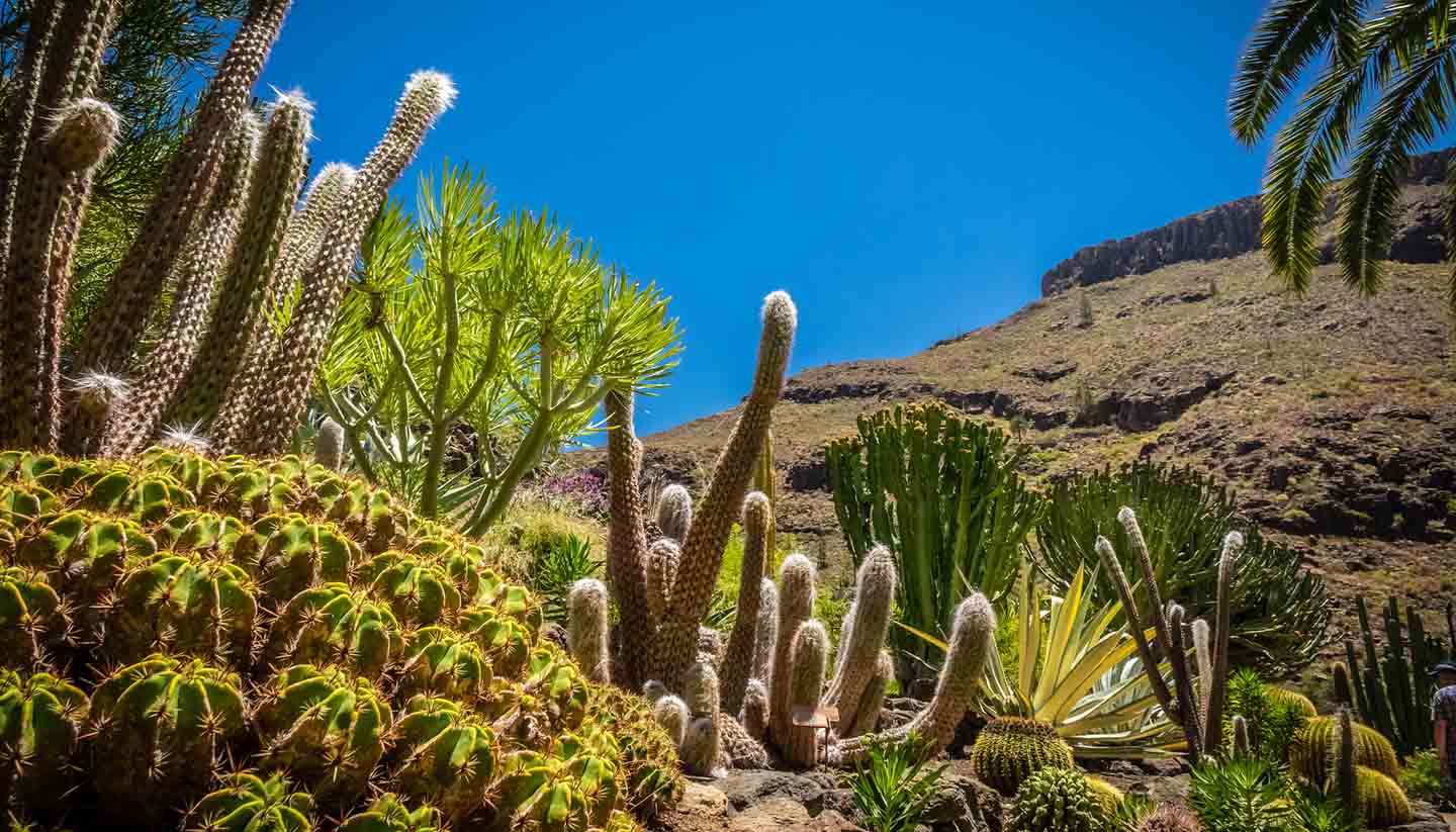 Gran Canaria - Cactus park in Gran Canaria, Spain