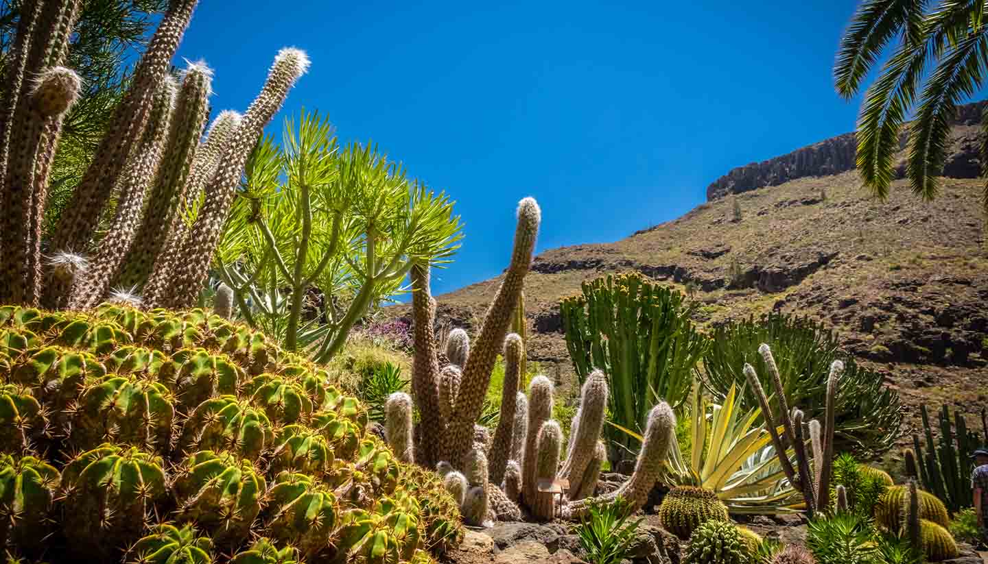 The complete guide to Gran Canaria