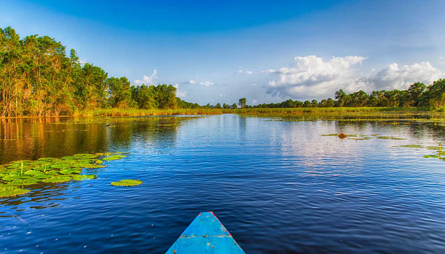 Surinam - Matapica Swamp, Surinam