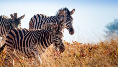 Zebras at Mlilwane Wildlife Sanctuary, Eswatini (Swaziland)