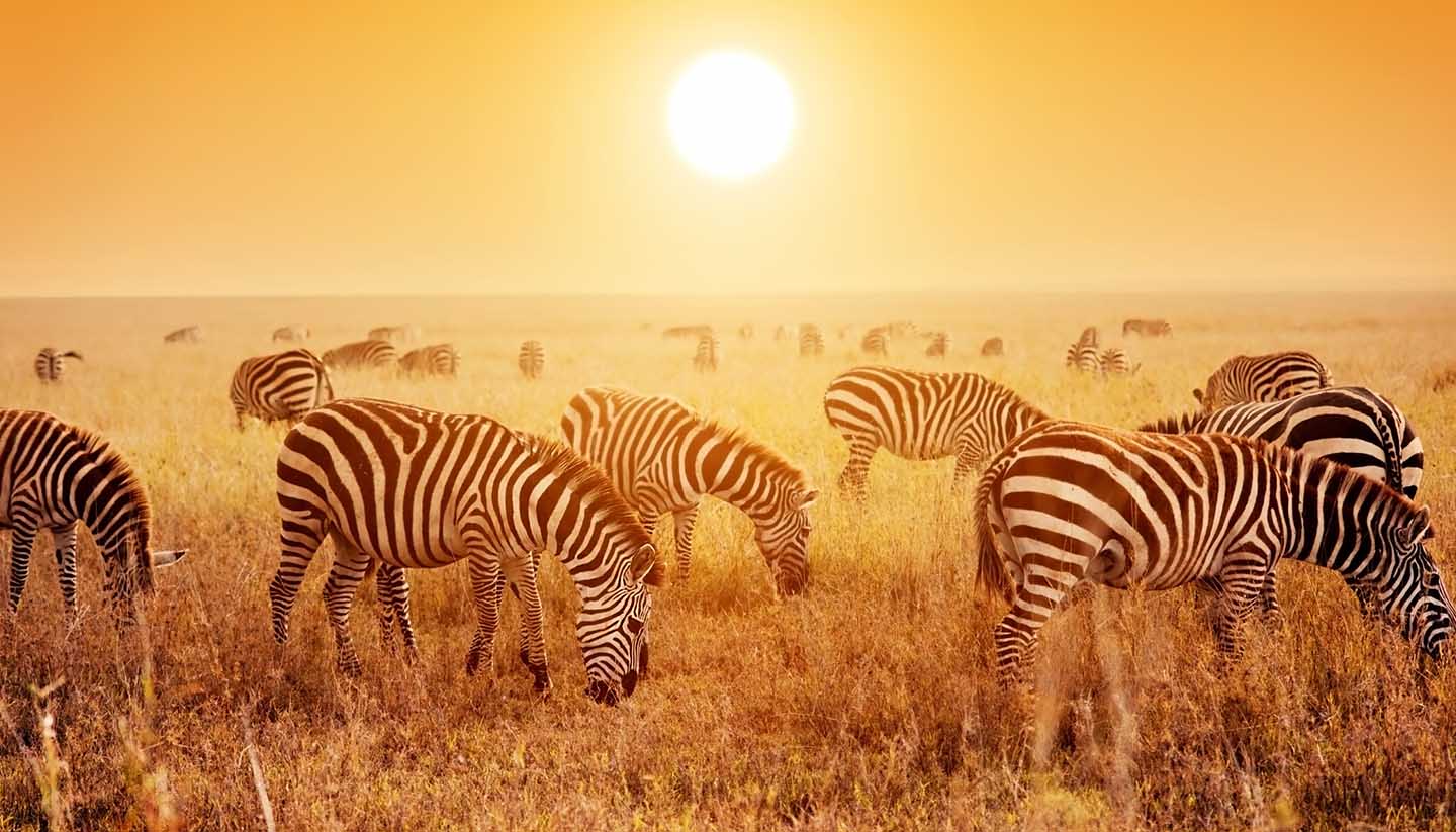 Tanzania: A first timer’s safari holiday - Zebras in Serengeti, Tanzania