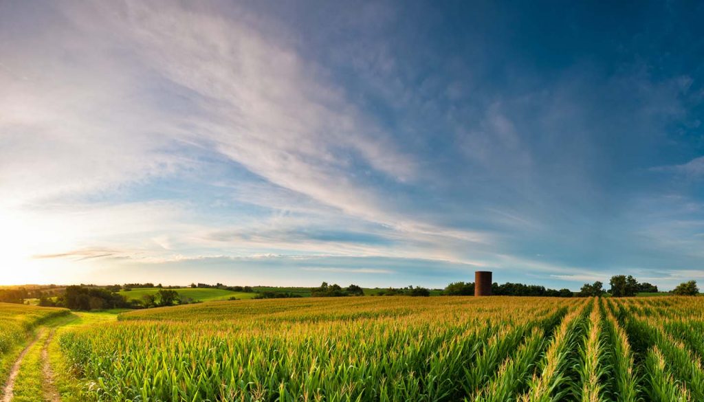 Iowa - Corn Fields Iowa, USA