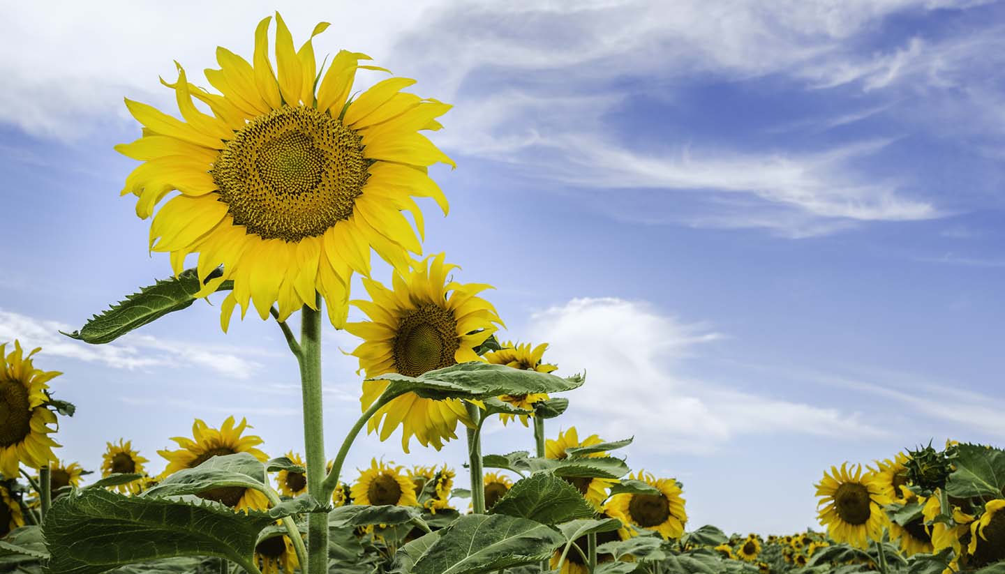 Nebraska - Sunflowers, Nebraska, USA
