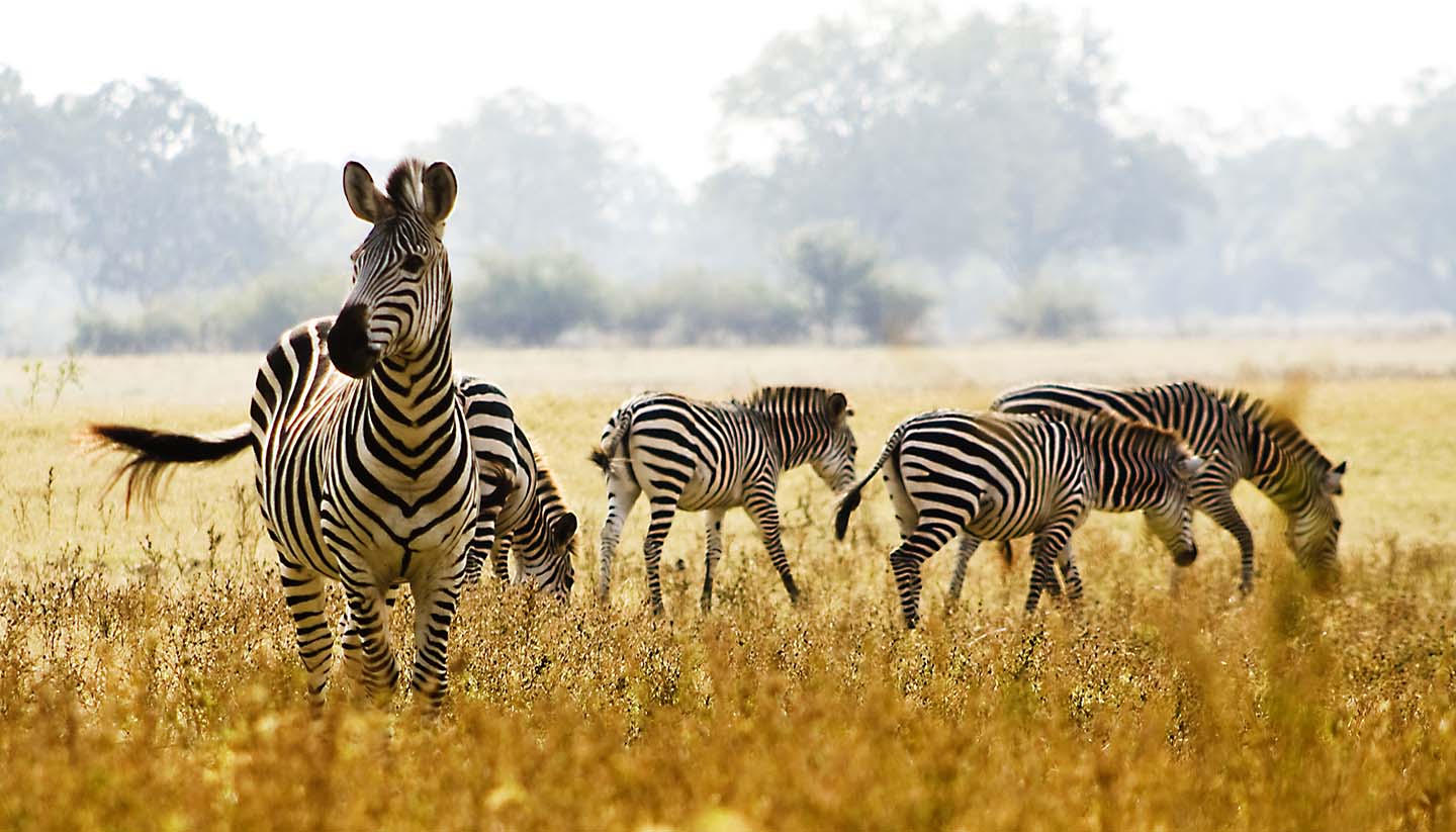 Zambia - Male Zebra Protecting his herd, Zambia