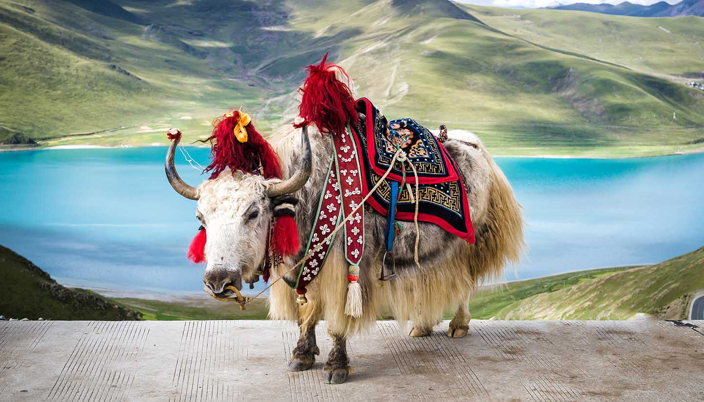 Tibet - Yak in Tibet