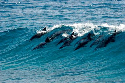 Swimming with Dolphins in Mozambique