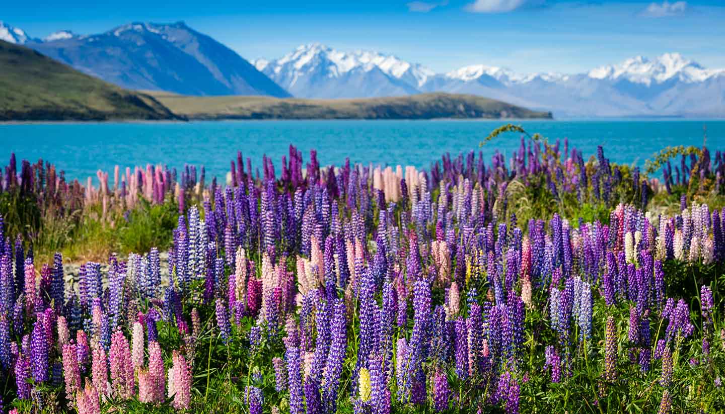 New Zealand - New Zealand