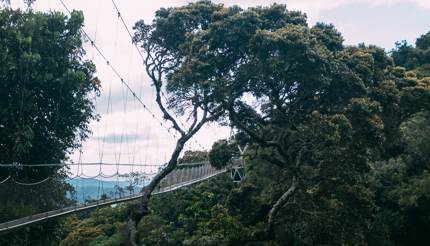 Canopy bridge over Nyungwe Forest National Park