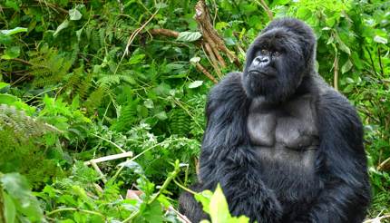 Silverback mountain gorilla