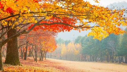 Namiseom island - Maple trees in Autumn