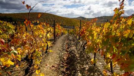 Vineyard in autumn in Douro Valley