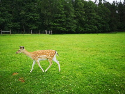 A deer in the Wild Animal Park, Kadzidłowo