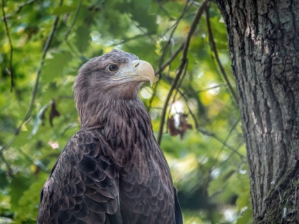 A white-tailed eagle in Wolin National Park