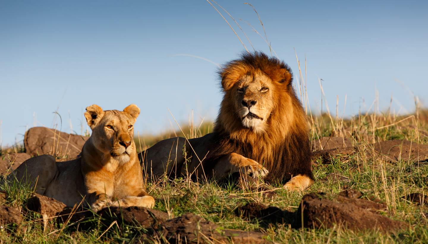 Top 5 African safari destinations - Lion and his favourite lioness in Masai Mara