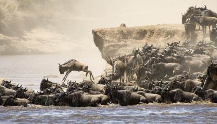 Wildebeest migration across river