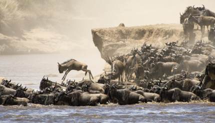 Wildebeest migration across river