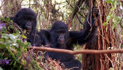 Two gorillas in a tree in Parc National des Volcans