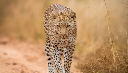 Leopard walking towards camera in Kruger National Park