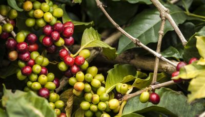 Colombian coffee berries