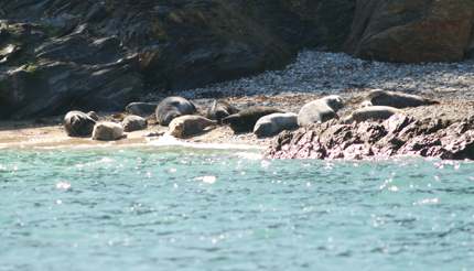 Oth-UK-England-Falmouth-Seal-SunBathing-0030-430x246