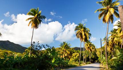 Fig Tree Drive in Antigua