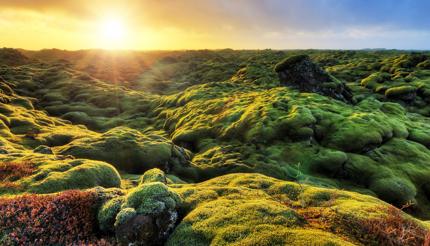 Mossy landscape at Eldhraun, Iceland