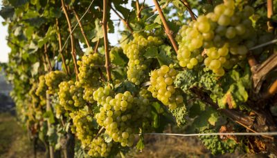 Riesling grapes