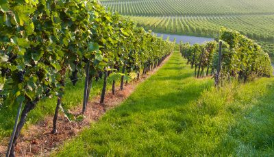 Vineyard in Germany