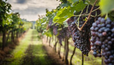 Grape harvest