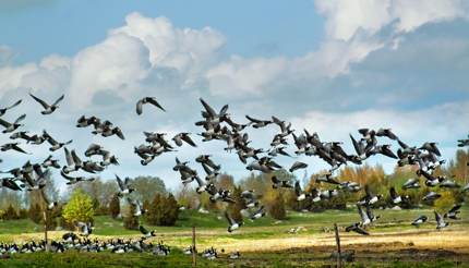 Migratory geese at the coast of Matsalu