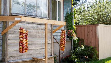 Onions outside the home of an Old Believer near Lake Peipus