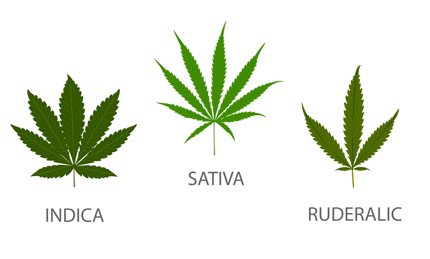 Indica, Sativa and Ruderalis