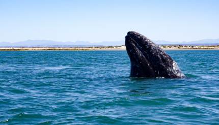 California Gray Whale