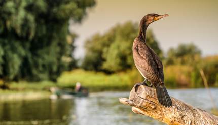 Cormorant in the Danube Delta