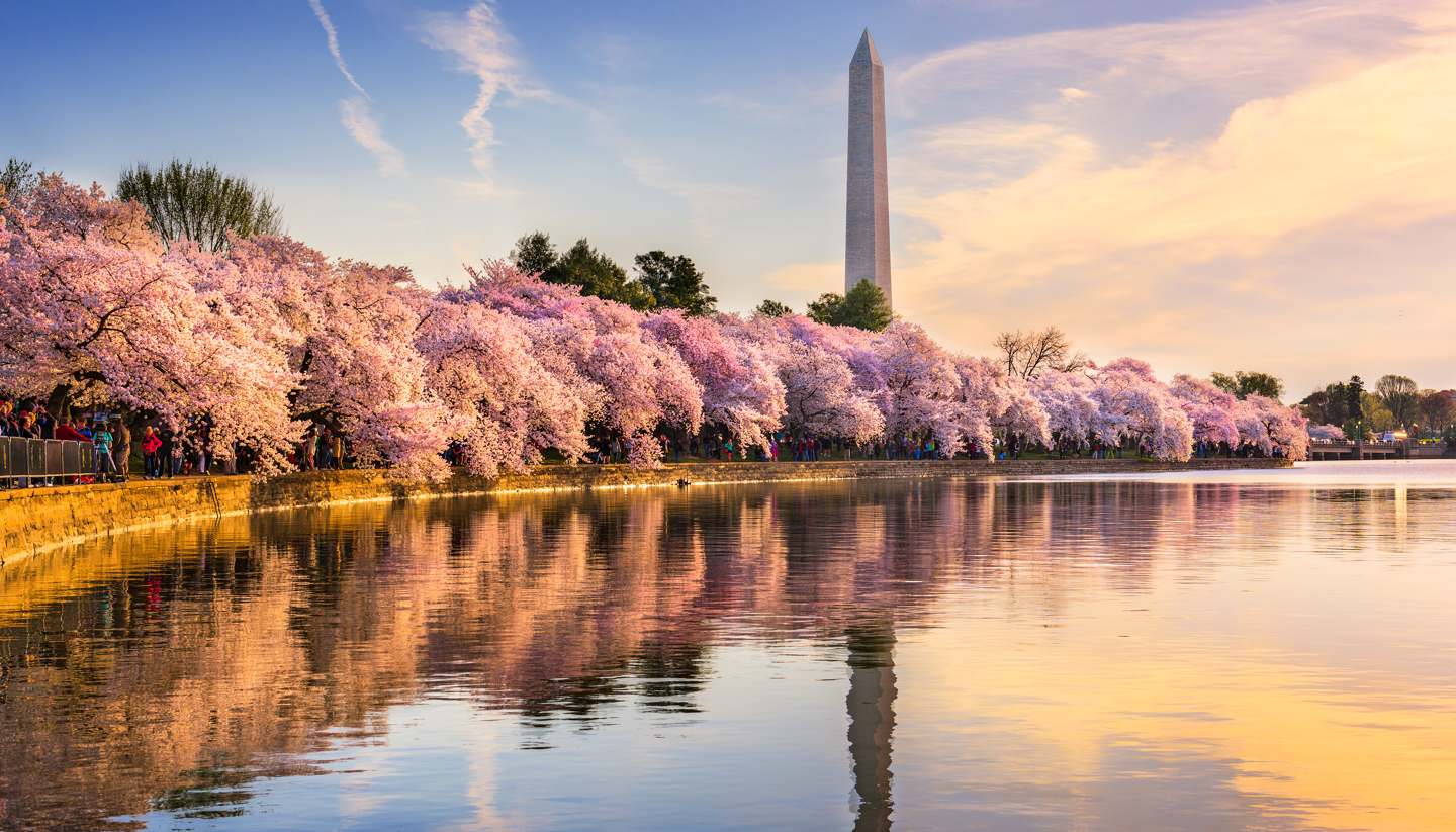 Washington, DC - Cherry blossom in Washington DC