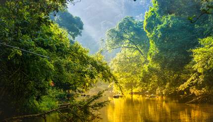 Amazing scenic view - tropical forest with jungle river surrounded by green trees in the morning rays of the sun