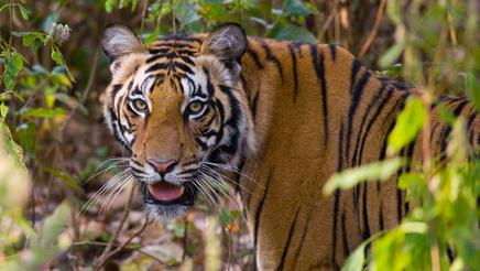 shu-Bandhavgarh-National-Park-India-Tiger-375818383-436x246