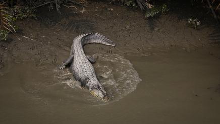 shu-Sundarbans-national-park-crocodile-597387248-436x246