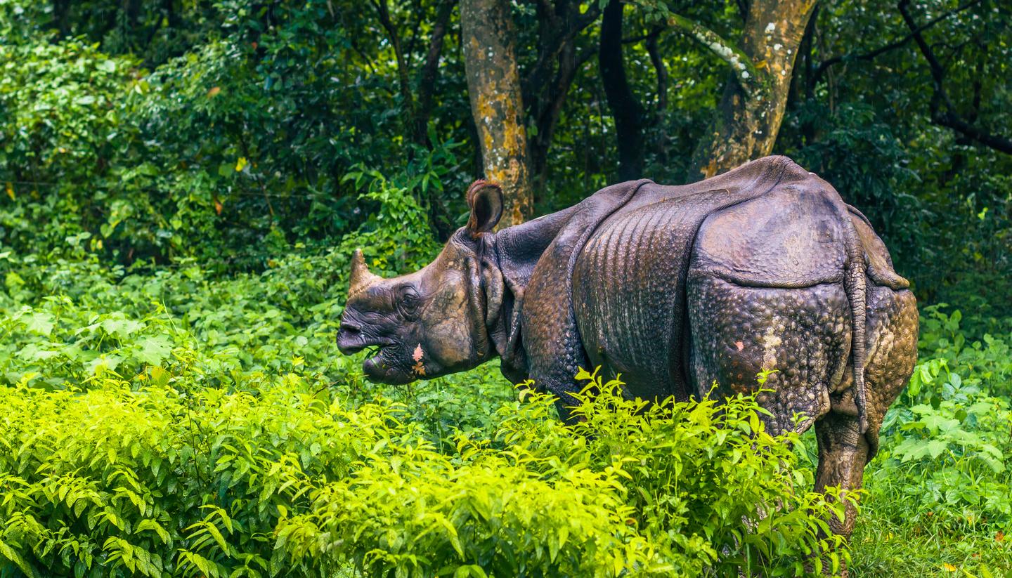 Indian safari - shu-gen-Indian-Rhinoceros-HERO-581443663-1440x823